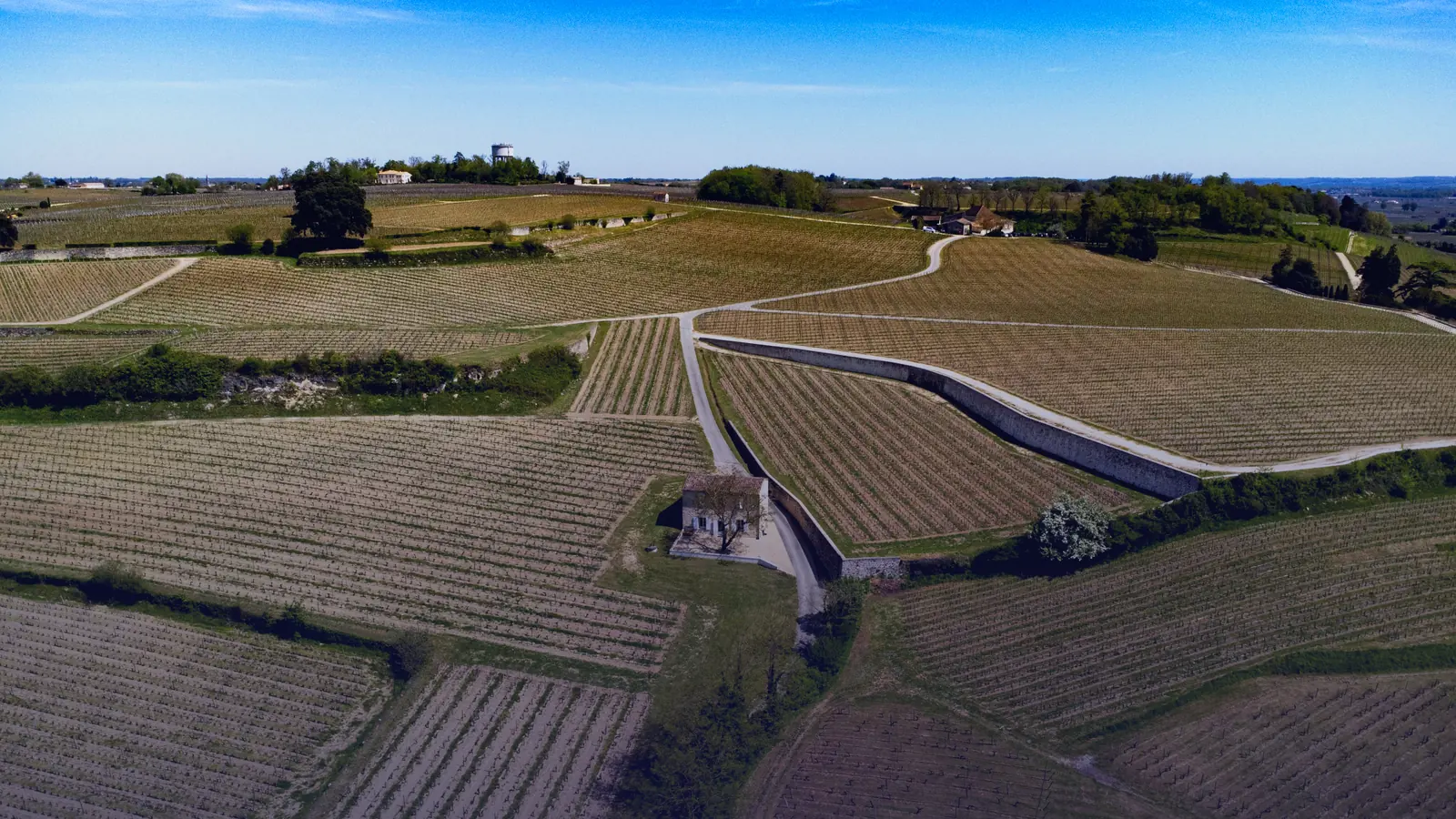 Rangées de vignes du vignoble bordelais, parcelles alignées jusqu'à l'horizon
